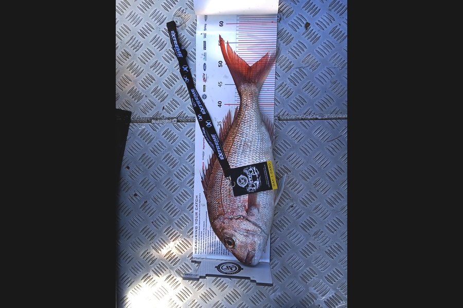 Justin Lingard caught this 49.0cm Snapper at Coromandel during The Export NZ Fishing Competition