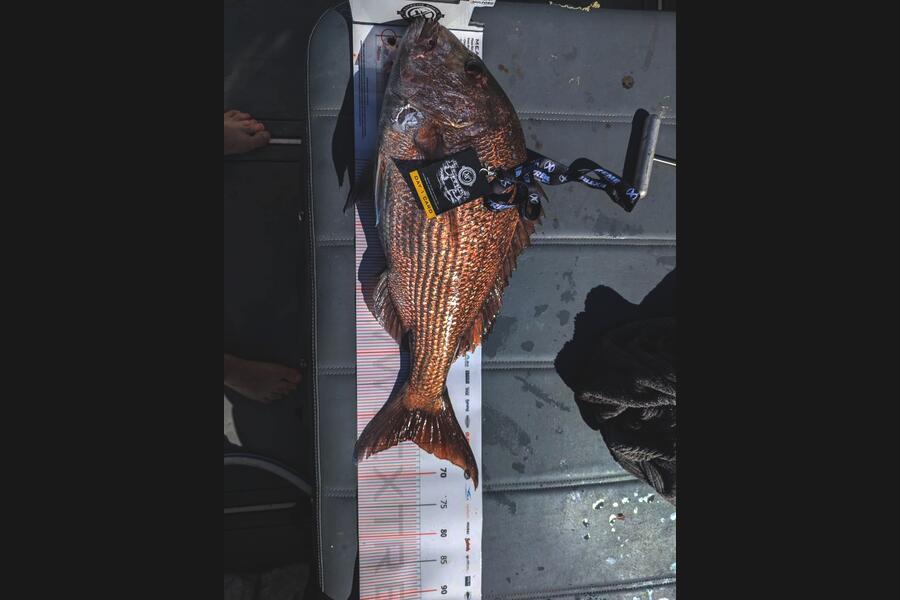 Blair Patterson caught this 64.0cm Snapper at Coromandel during The Export NZ Fishing Competition
