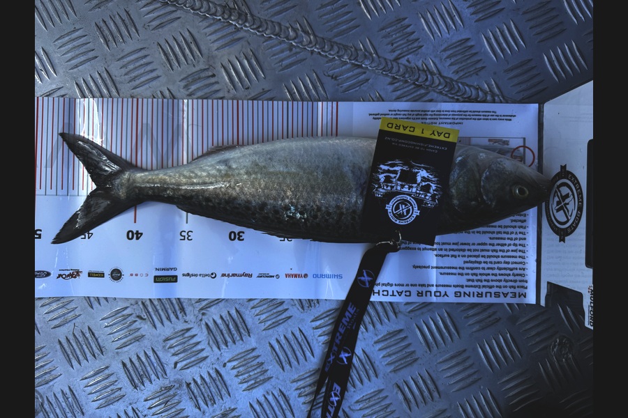 Rhys Dewhurst caught this 44cm Kahawai at Coromandel during The Export NZ Fishing Competition