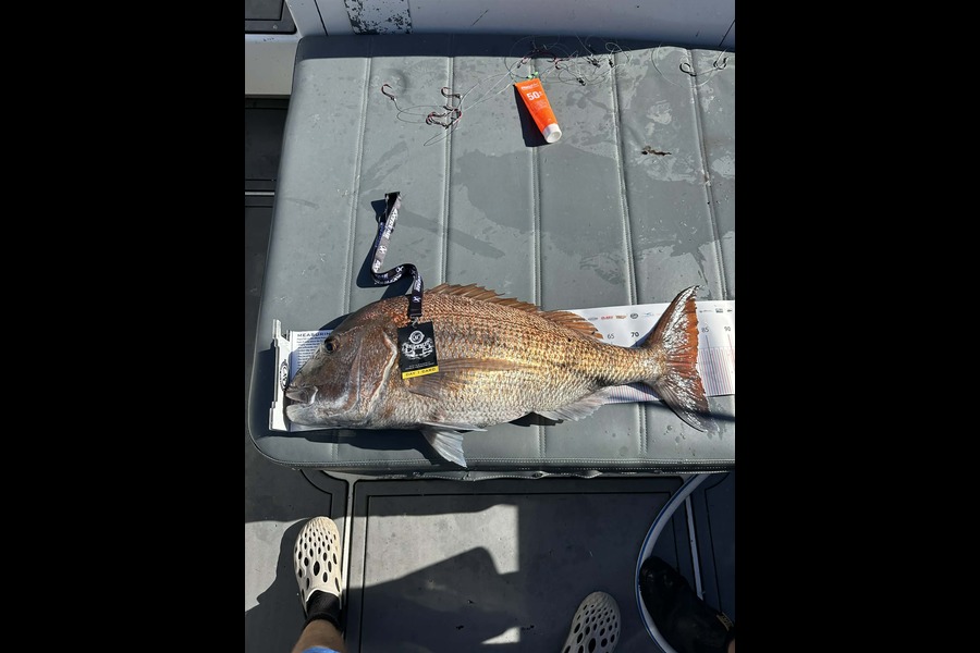 Finn Holmes caught this 81.5cm Snapper at Coromandel during The Export NZ Fishing Competition