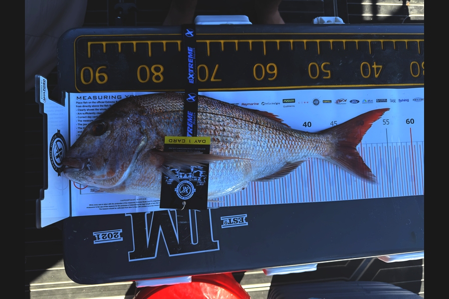 Roydon Prince caught this 49.0cm Snapper at Coromandel during The Export NZ Fishing Competition