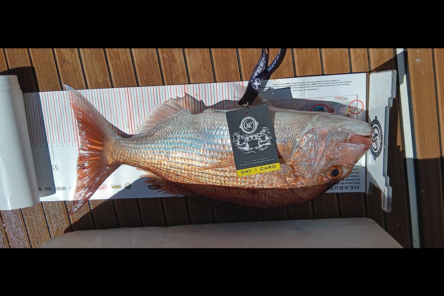 Fiona Green caught this 49.5cm Snapper at Coromandel during The Export NZ Fishing Competition