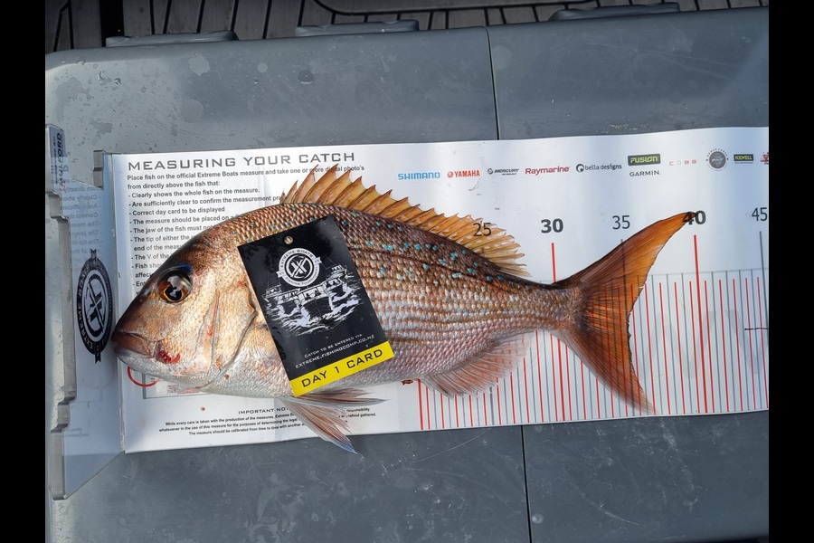 Kim Breingan caught this 35.0cm Snapper at Coromandel during The Export NZ Fishing Competition