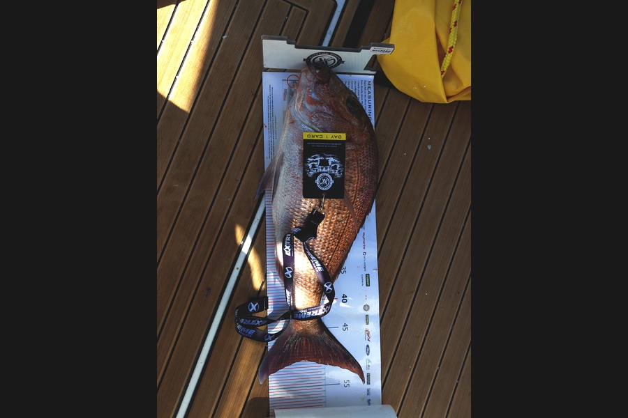Michael Graham caught this 50cm Snapper at Coromandel during The Export NZ Fishing Competition
