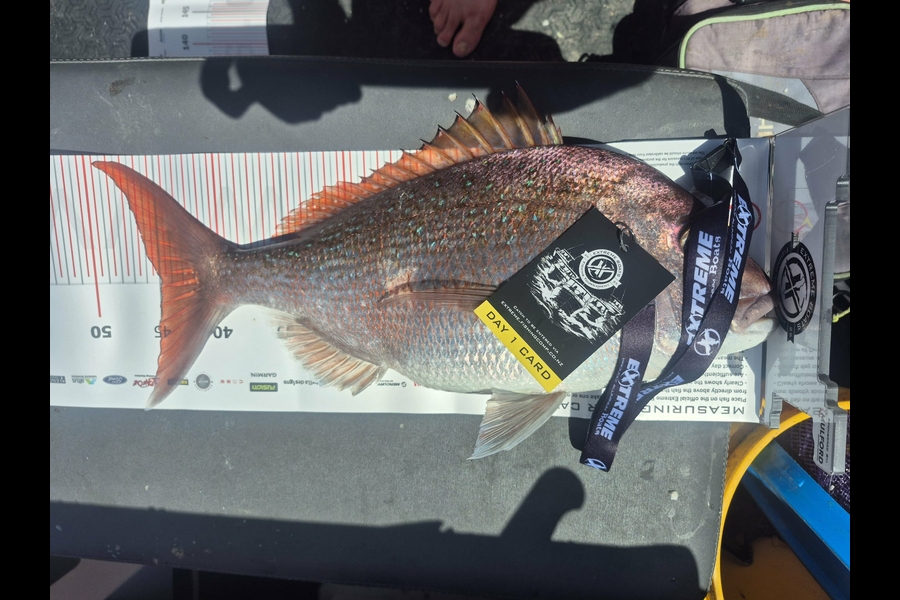 Jeremy Brady caught this 45.0cm Snapper at Coromandel during The Export NZ Fishing Competition