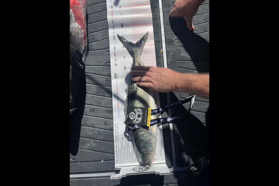 John Whitehead caught this 51.0cm Kahawai at Coromandel during The Export NZ Fishing Competition