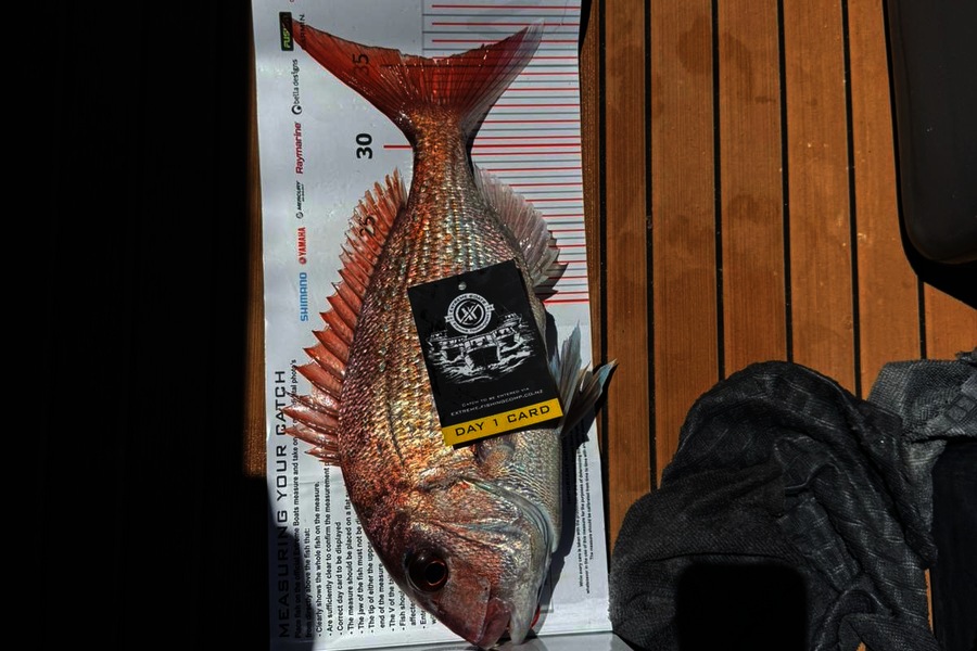 Tony Wilson caught this 35cm Snapper at Coromandel during The Export NZ Fishing Competition