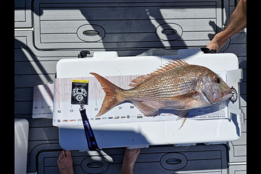 Tom O'Donald caught this 50.5cm Snapper at Coromandel during The Export NZ Fishing Competition