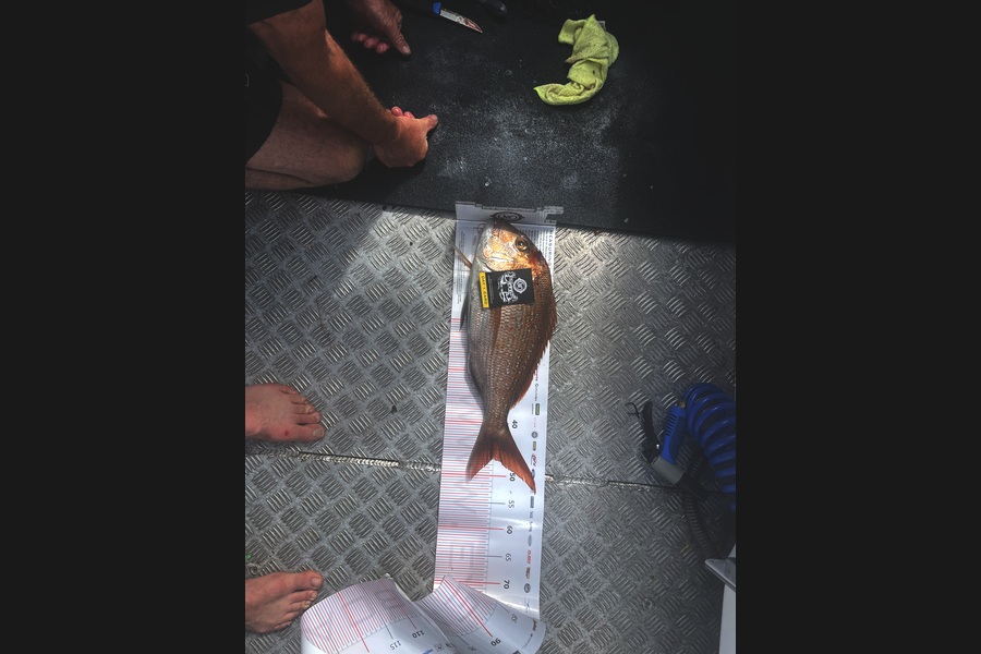 Ian Scatchard caught this 47.0cm Snapper at Coromandel during The Export NZ Fishing Competition