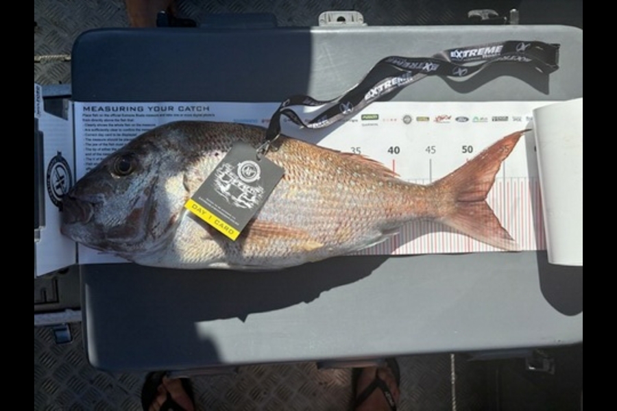 Jeremy Shove caught this 52.5cm Snapper at Coromandel during The Export NZ Fishing Competition