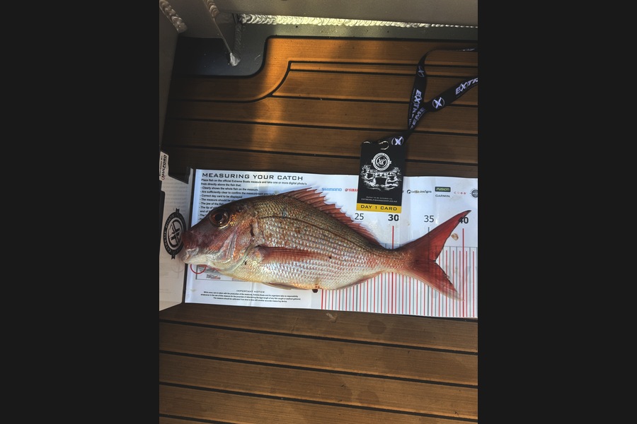 Andrew Christison caught this 35.5cm Snapper at Coromandel during The Export NZ Fishing Competition