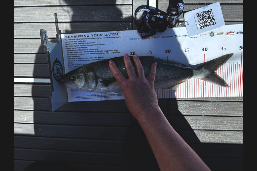 Erin Mone caught this 42.5cm Kahawai at Coromandel during The Export NZ Fishing Competition