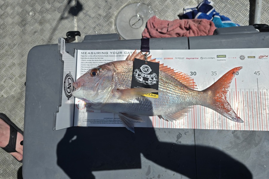 ERIC MILLS caught this 37.5cm Snapper at Coromandel during The Export NZ Fishing Competition