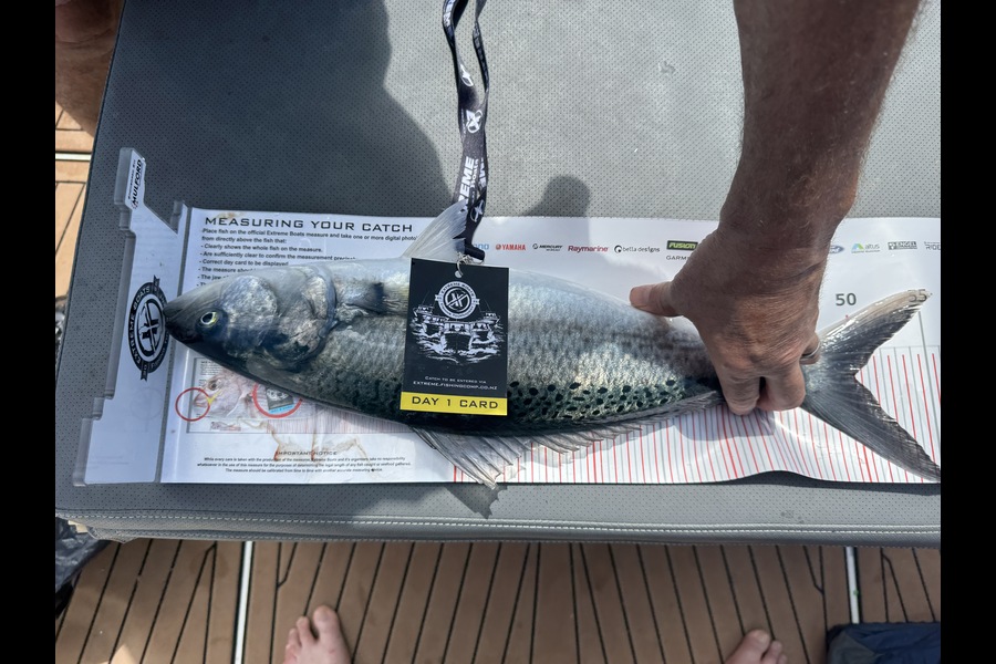 Kevin Patrick caught this 50.0cm Kahawai at Coromandel during The Export NZ Fishing Competition
