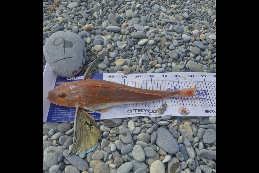 Sam Breen caught this 49.5cm Gurnard at Canterbury during The Export NZ Fishing Competition