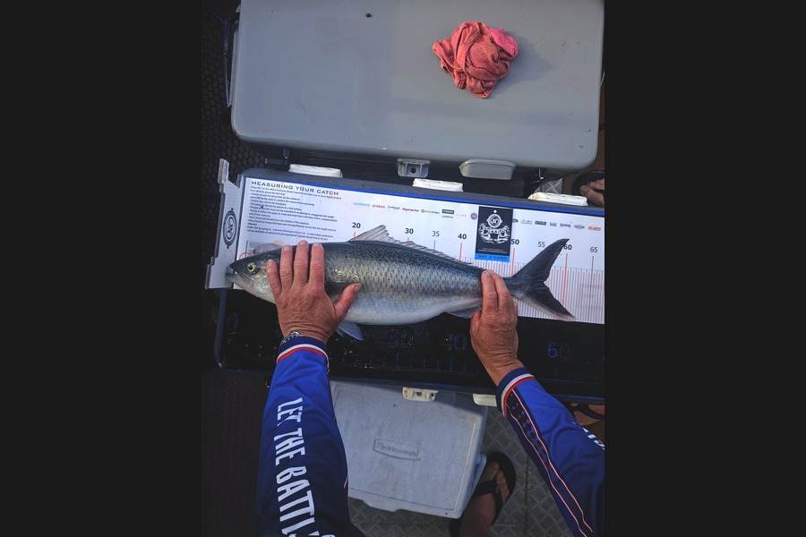 Miles Wolfsbauer caught this 56.0cm Kahawai at Coromandel during The Export NZ Fishing Competition