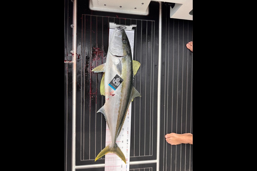 Hernâni Pereira caught this 99.0cm Kingfish at Coromandel during The Export NZ Fishing Competition