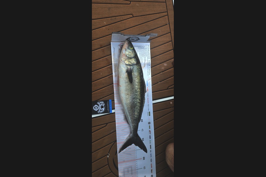 Mike Varga caught this 51.cm Kahawai at Coromandel during The Export NZ Fishing Competition