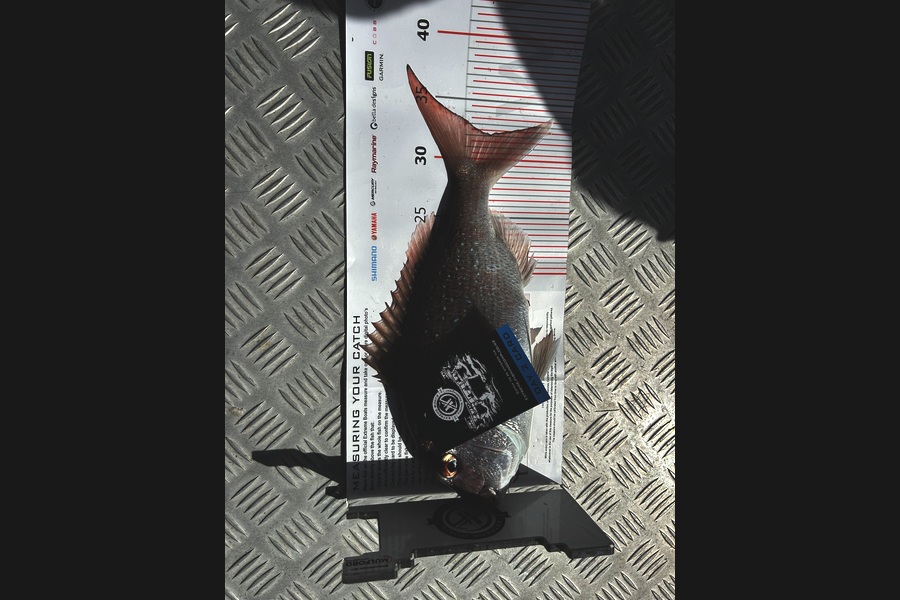 Rebecca Paterson caught this 32cm Snapper at Coromandel during The Export NZ Fishing Competition