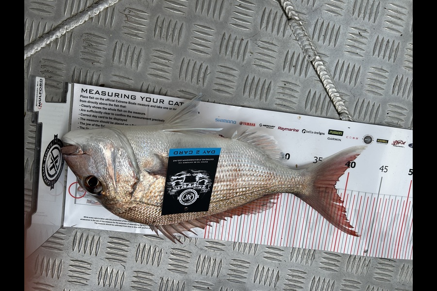 Glen Paterson caught this 38.0cm Snapper at Coromandel during The Export NZ Fishing Competition