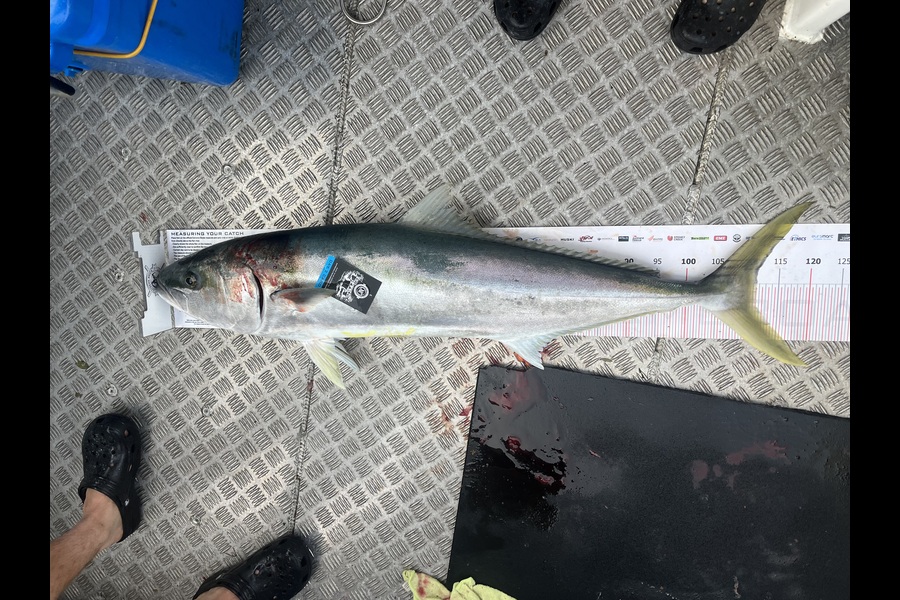 Fraser Scatchard caught this 111.5cm Kingfish at Coromandel during The Export NZ Fishing Competition