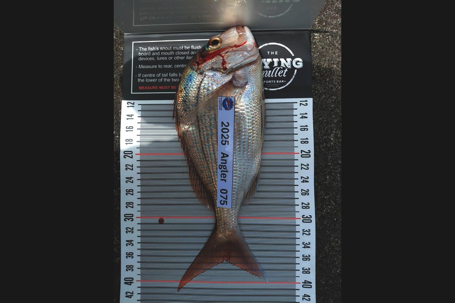 Joshua  Melchers  caught this 36.5cm Snapper at Bay of Plenty during The Export NZ Fishing Competition