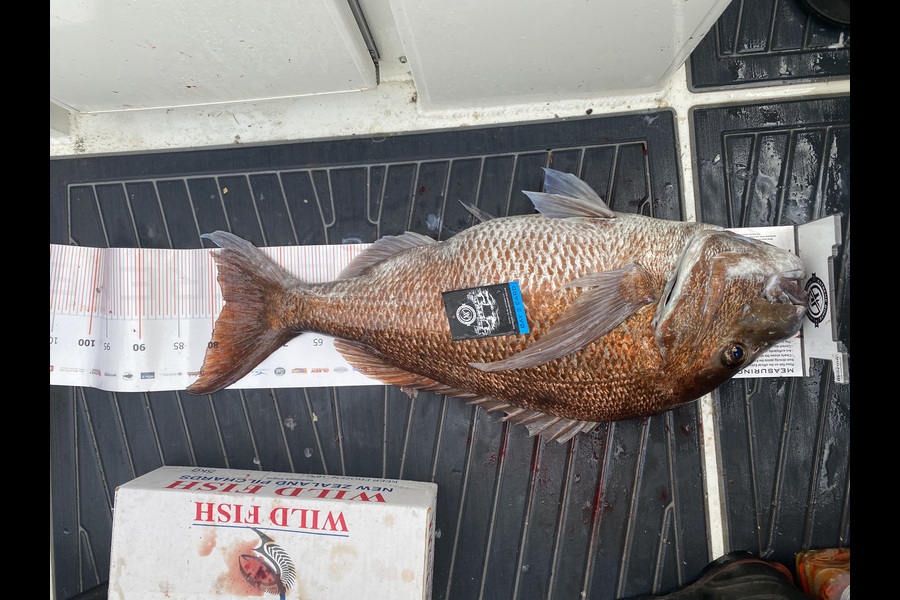 Warren Hay caught this 78cm Snapper at Coromandel during The Export NZ Fishing Competition
