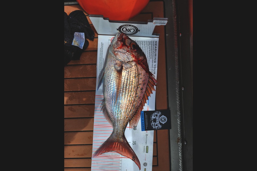 Gavin Robinson caught this 38.0cm Snapper at Coromandel during The Export NZ Fishing Competition