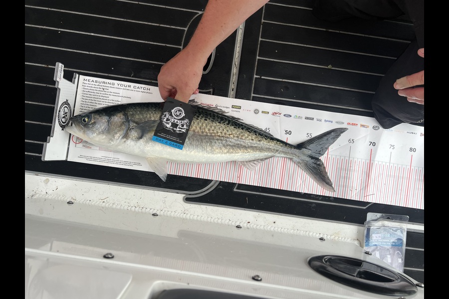 Jared Engle caught this 58.0cm Kahawai at Coromandel during The Export NZ Fishing Competition