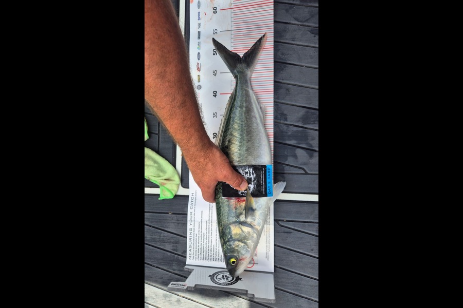 Paul Mercer caught this 48cm Kahawai at Coromandel during The Export NZ Fishing Competition
