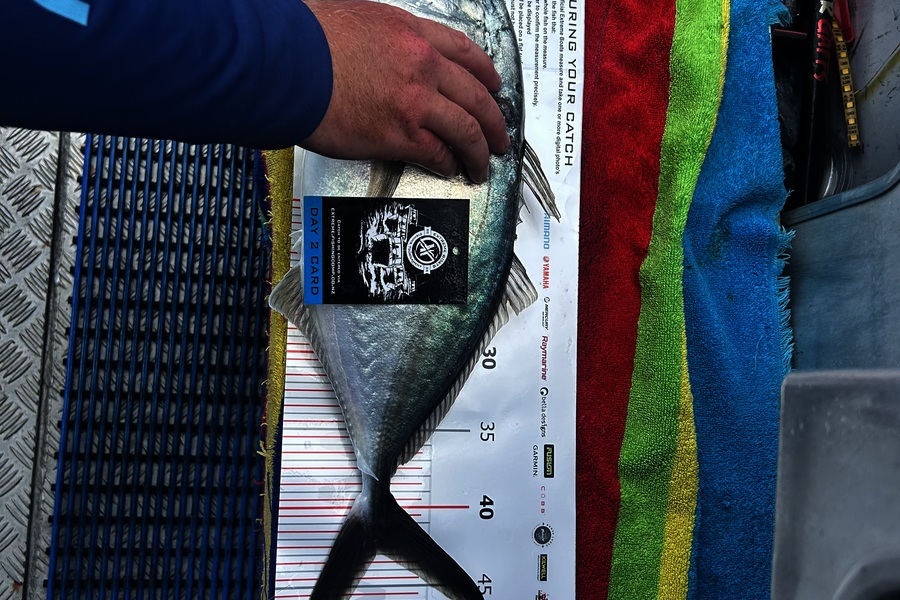 Simeon Whitley caught this 43.0cm Trevally at Coromandel during The Export NZ Fishing Competition