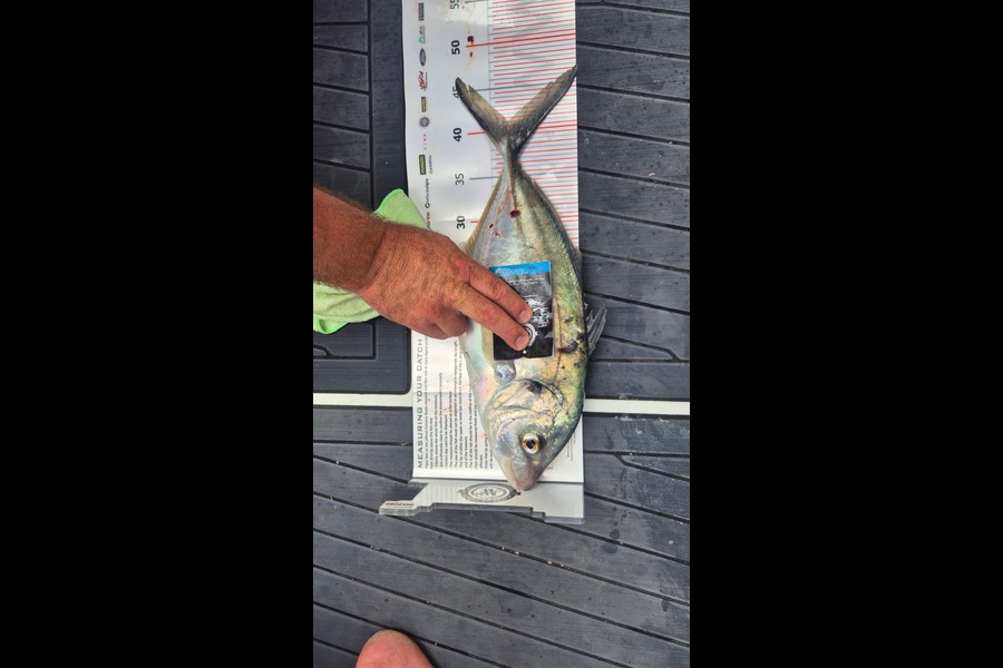 Dwayne George caught this 41cm Trevally at Coromandel during The Export NZ Fishing Competition