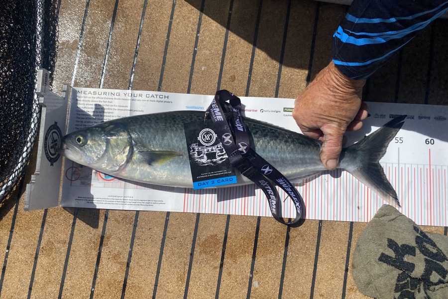 Kerry Manson caught this 51.5cm Kahawai at Coromandel during The Export NZ Fishing Competition