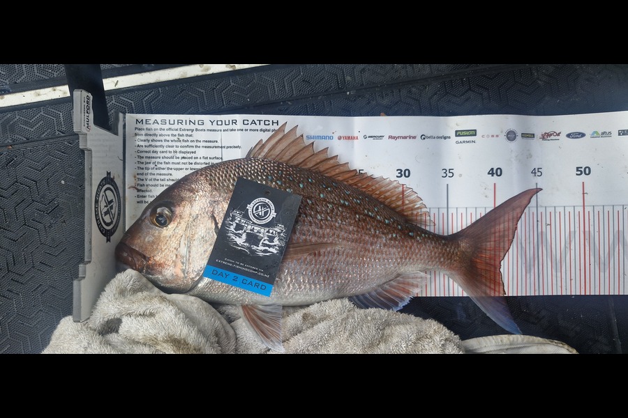 Campbell Webb caught this 40.5cm Snapper at Coromandel during The Export NZ Fishing Competition