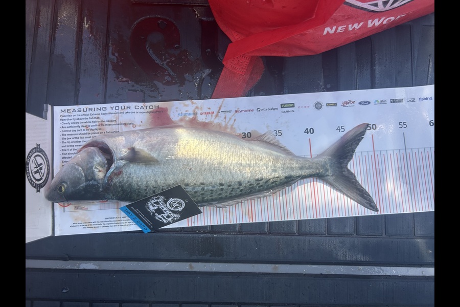 Andrew  McRae caught this 44.0cm Kahawai at Coromandel during The Export NZ Fishing Competition