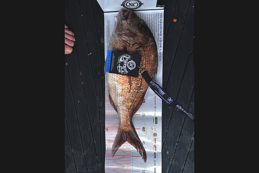 Carl Whitehead caught this 44.5cm Snapper at Coromandel during The Export NZ Fishing Competition