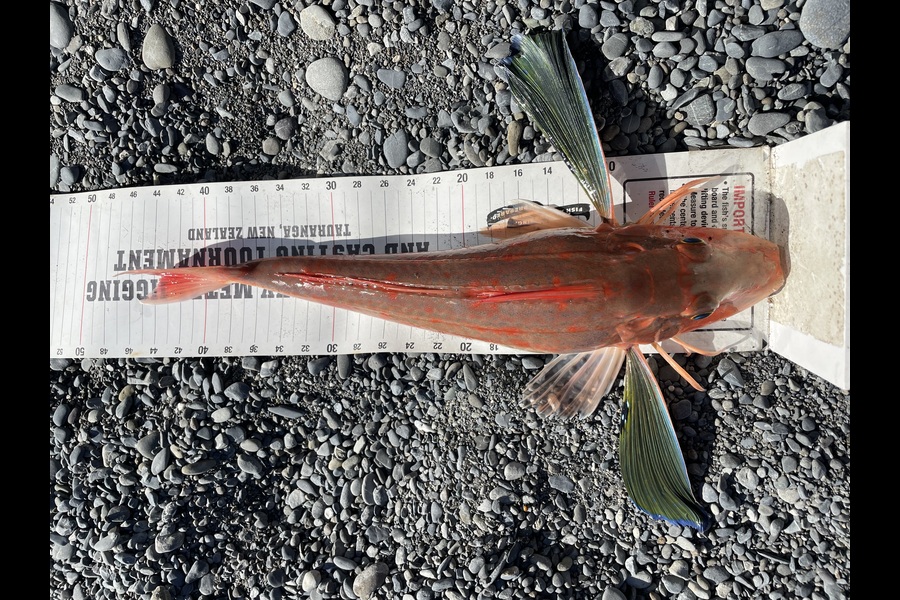Cathryn Houlihan caught this 43cm Gurnard at Wairarapa
 during The Export NZ Fishing Competition