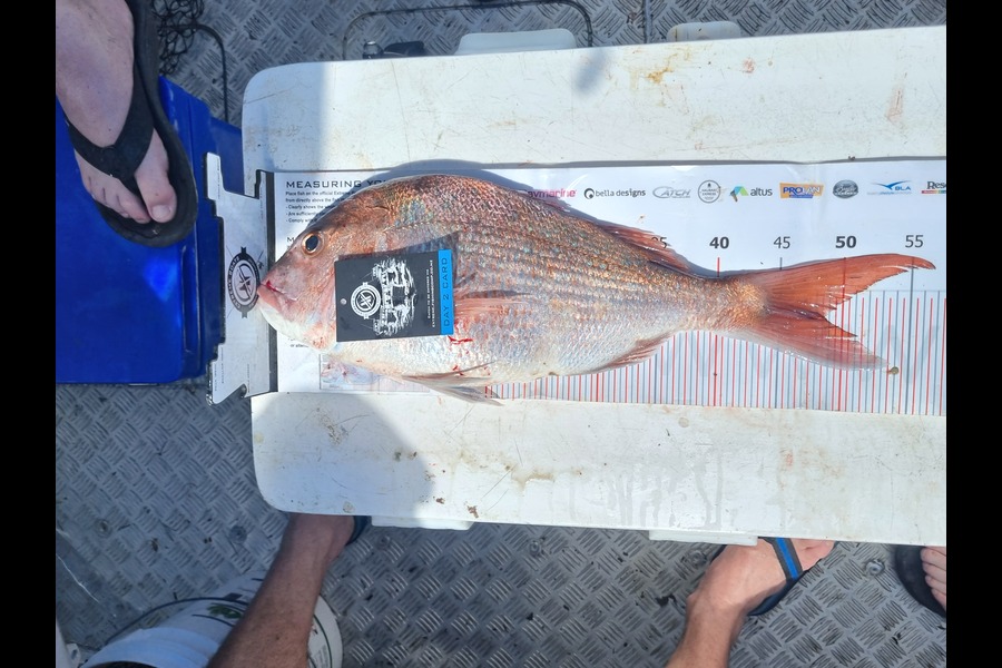 Rob Renyard caught this 48.5cm Snapper at Coromandel during The Export NZ Fishing Competition