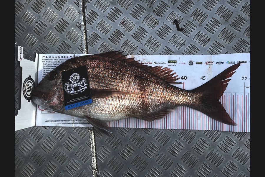 Rhys Holding caught this 49.0cm Snapper at Coromandel during The Export NZ Fishing Competition