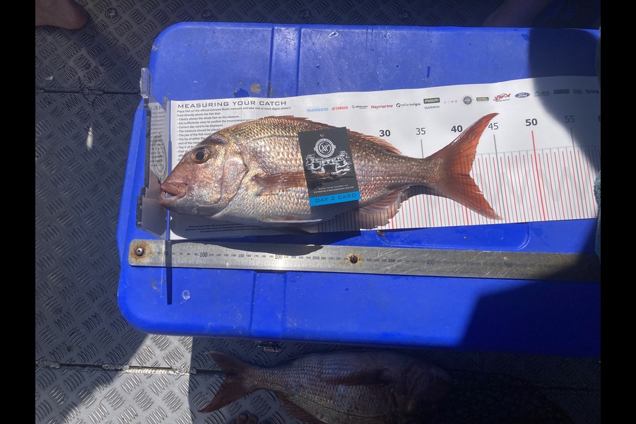 Steve Waterman caught this 41.0cm Snapper at Coromandel during The Export NZ Fishing Competition