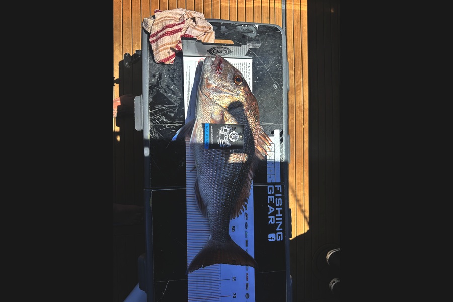 Francis Van Den Einden caught this 60.0cm Snapper at Coromandel during The Export NZ Fishing Competition