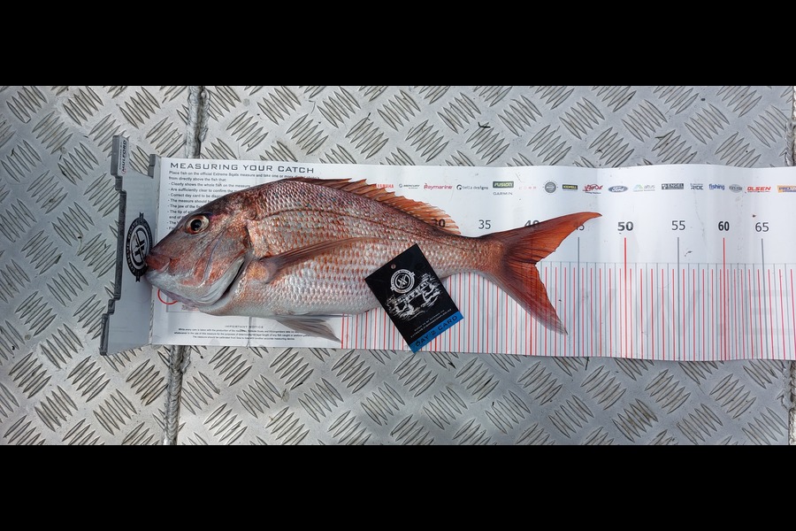 Brett Gorringe caught this 40cm Snapper at Coromandel during The Export NZ Fishing Competition