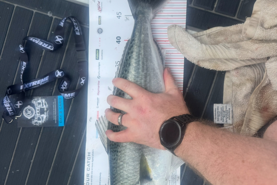 Ben Lamont caught this 49.0cm Kahawai at Coromandel during The Export NZ Fishing Competition