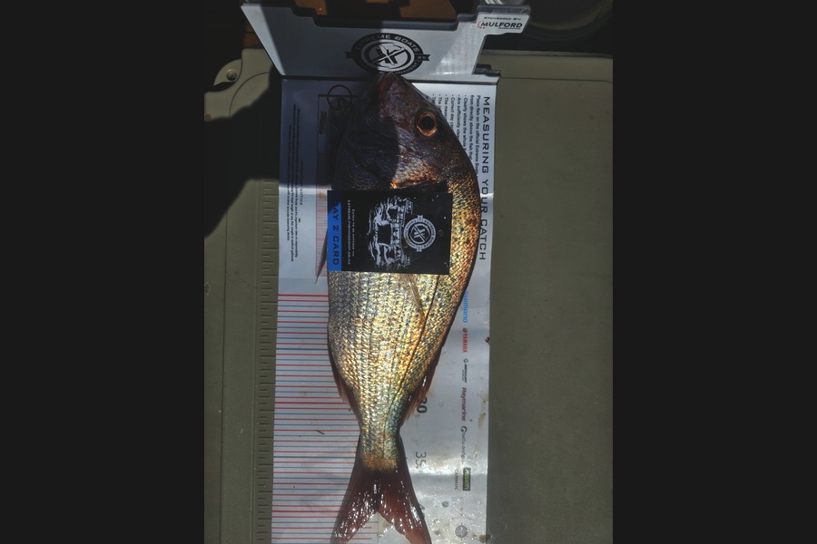 Greg Roberts caught this 40.0cm Snapper at Coromandel during The Export NZ Fishing Competition