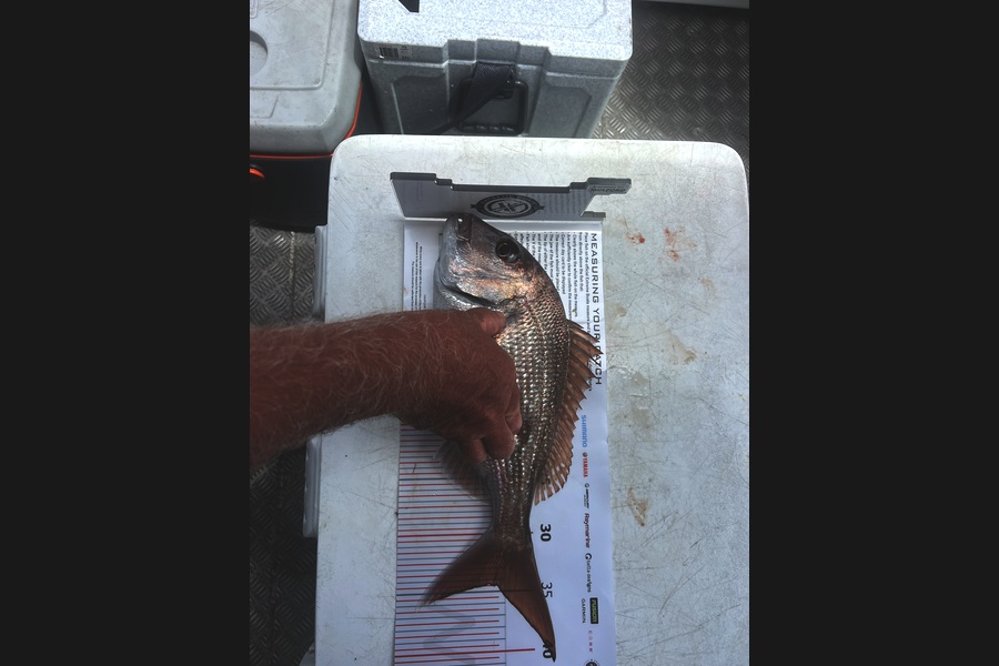 Todd Burton caught this 34.0cm Snapper at Coromandel during The Export NZ Fishing Competition