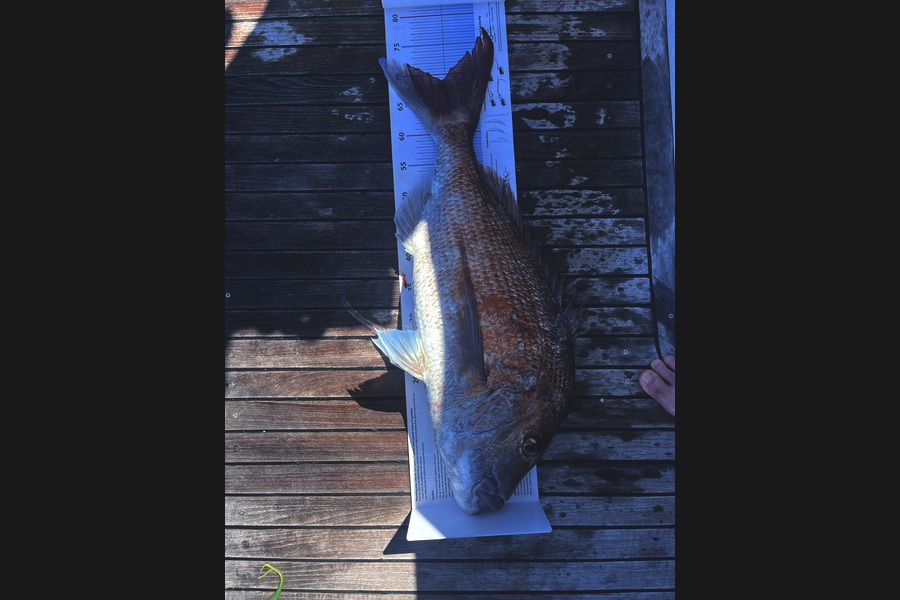 Jarred Clayton caught this 68.5cm Snapper at Northland during The Export NZ Fishing Competition