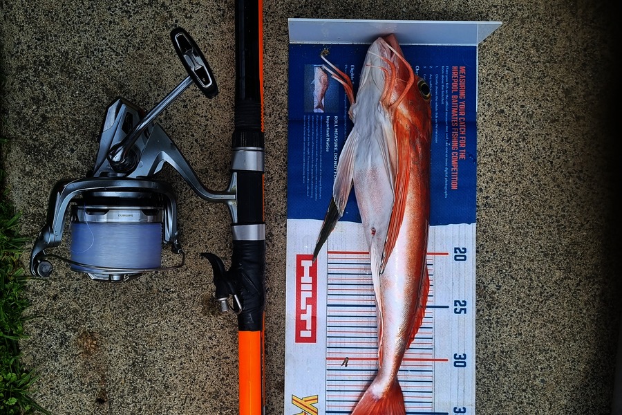 Michael Brown caught this 38.0cm Gurnard at Bay of Plenty during The Export NZ Fishing Competition