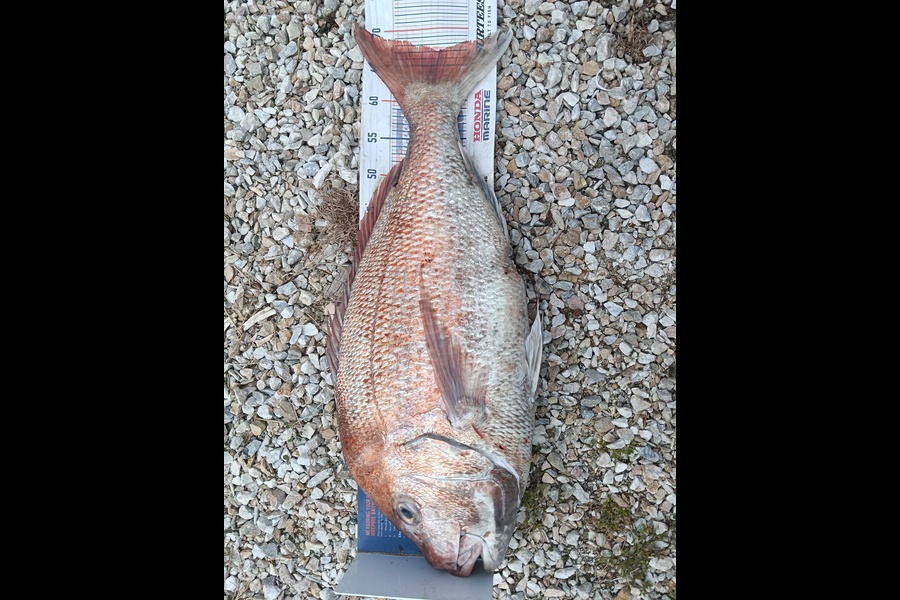 Addison Ray caught this 67.0cm Snapper at Nelson/Marlborough during The Export NZ Fishing Competition