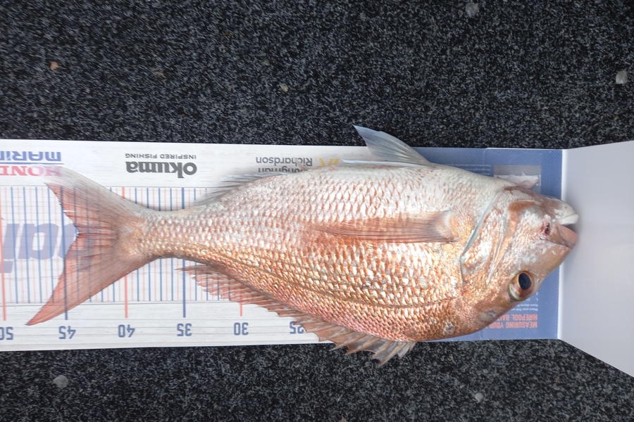 Sandra Dicker caught this 44.0cm Snapper at Auckland during The Export NZ Fishing Competition