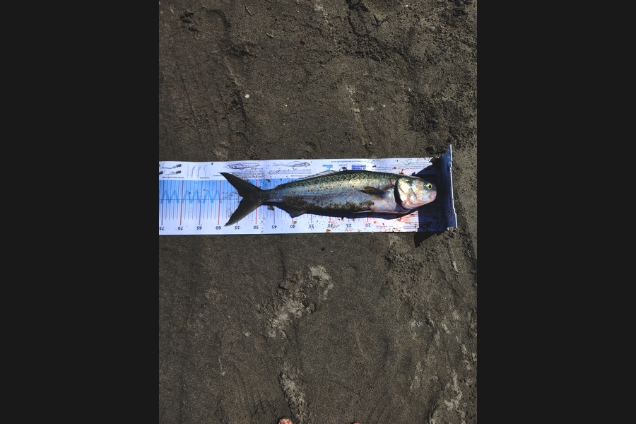 Kerry Johnston caught this 53.5cm Kahawai at Manawatu during The Export NZ Fishing Competition